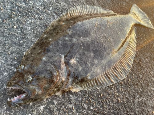 ヒラメの釣果