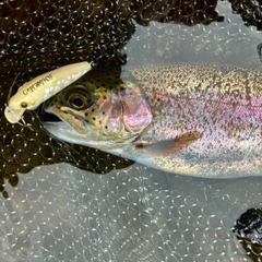 ニジマスの釣果