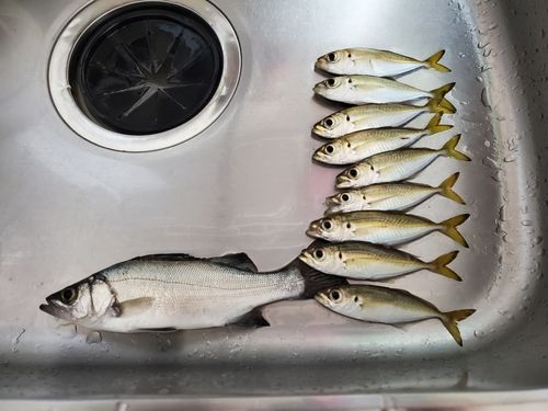 アジの釣果