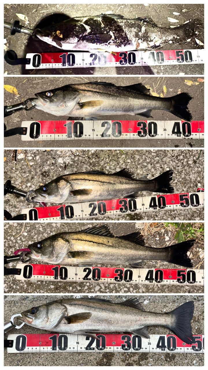 SHIMANO 19フリーゲーム XT S86MLの最安値・インプレ・釣果 | 本音の