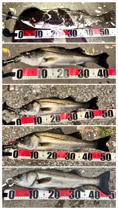 シーバスの釣果