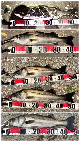 シーバスの釣果