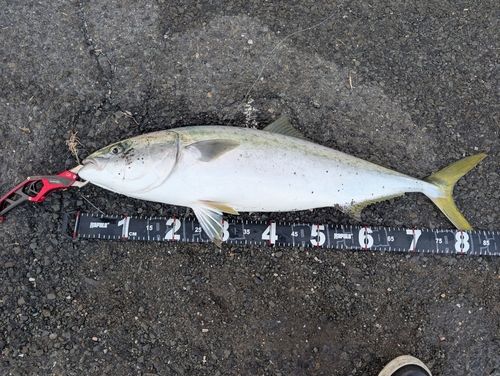 日明海峡釣り公園