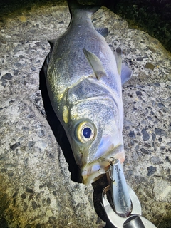 ヒラスズキの釣果