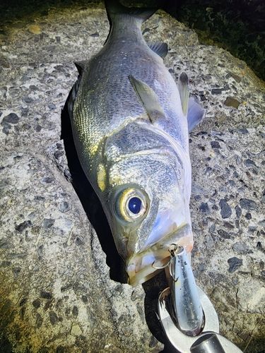 ヒラスズキの釣果