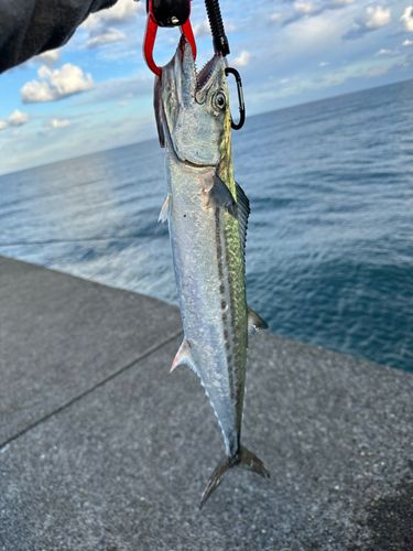 サゴシの釣果