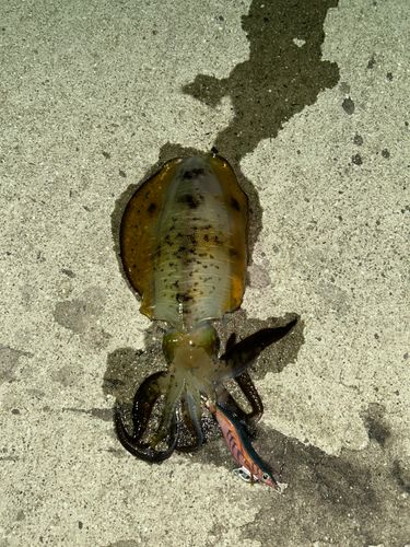 アオリイカの釣果