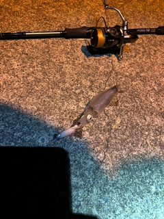 イカの釣果