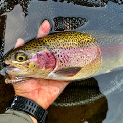 ニジマスの釣果