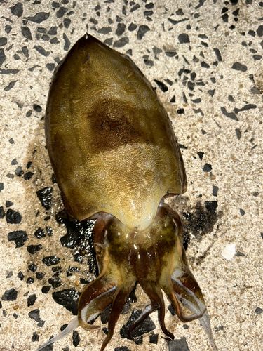 モンゴウイカの釣果