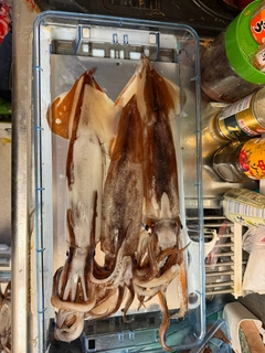 スルメイカの釣果