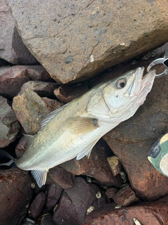 スズキの釣果