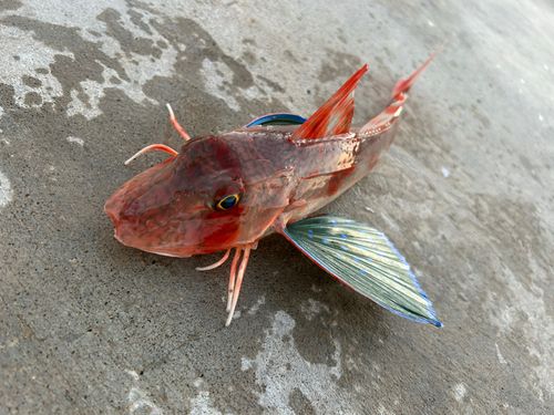 ホウボウの釣果