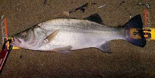 ヒラスズキの釣果