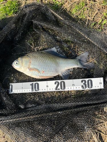 ヘラブナの釣果