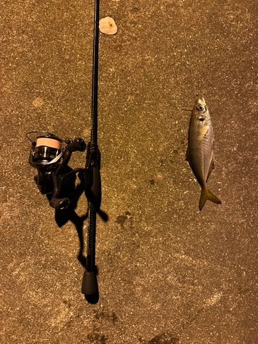マアジの釣果