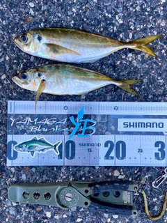 マアジの釣果