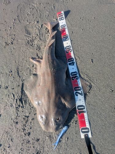 カスザメの釣果