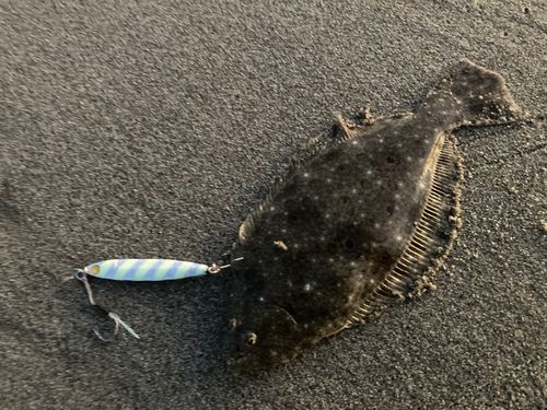 ヒラメの釣果