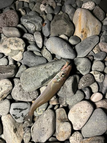 シロギスの釣果