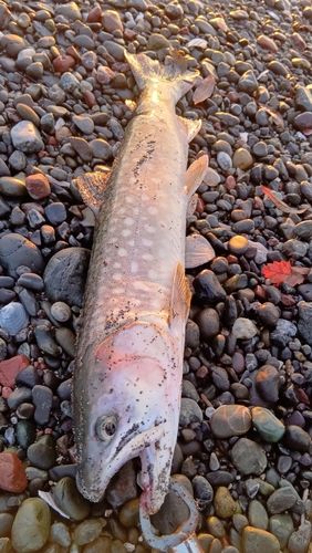 アメマスの釣果