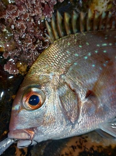 チャリコの釣果