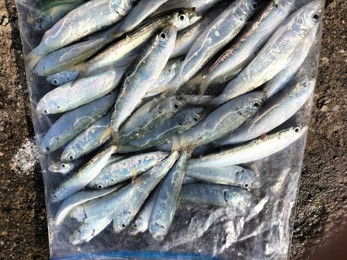 カタボシイワシの釣果