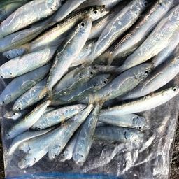 カタボシイワシ