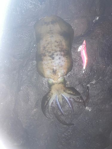 アオリイカの釣果