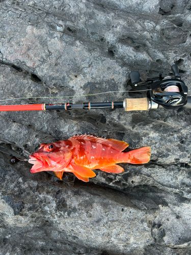 アカハタの釣果