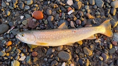 アメマスの釣果