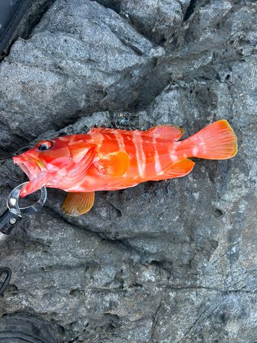 アカハタの釣果