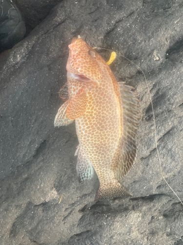 オオモンハタの釣果