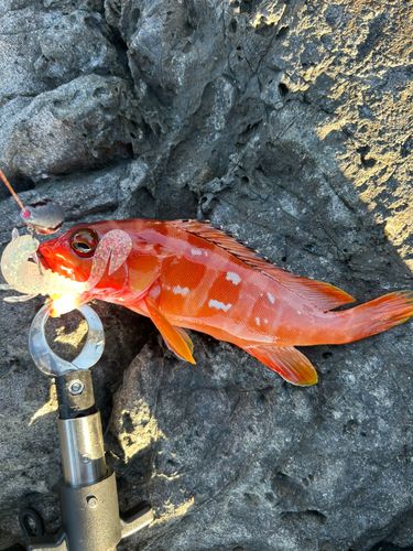 アカハタの釣果