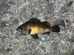 シロメバルの釣果