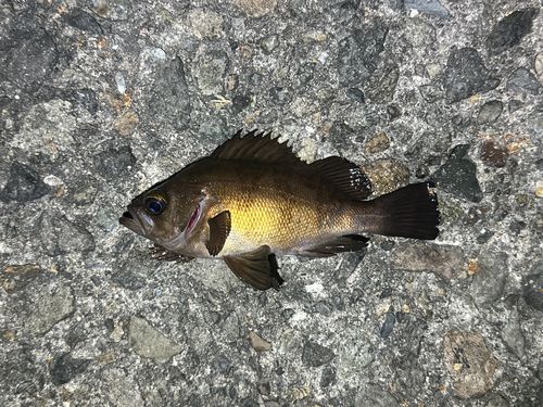 シロメバルの釣果