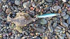 イシガレイの釣果