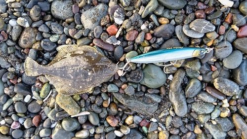 苫小牧東港一本防波堤