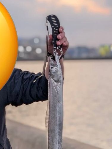 タチウオの釣果