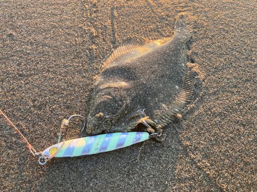カレイの釣果
