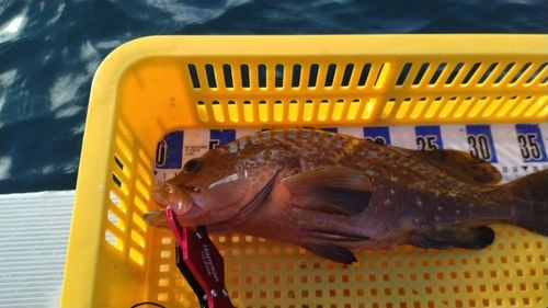 キジハタの釣果