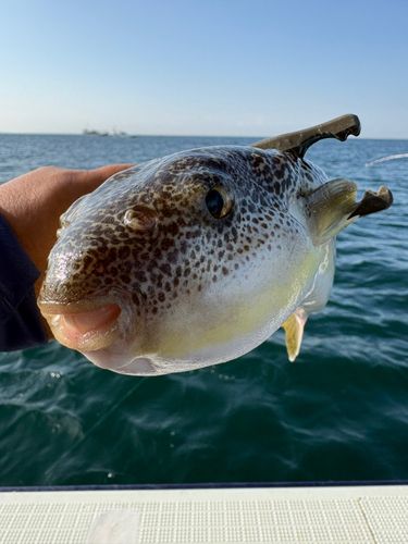 ショウサイフグの釣果