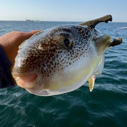 ショウサイフグ