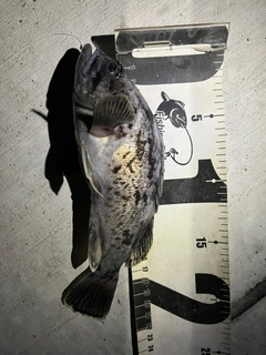 クロソイの釣果