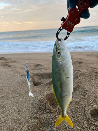 コゾクラの釣果