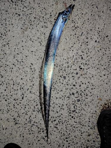 タチウオの釣果