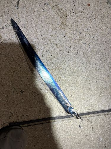 タチウオの釣果