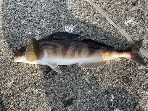 ホッケの釣果