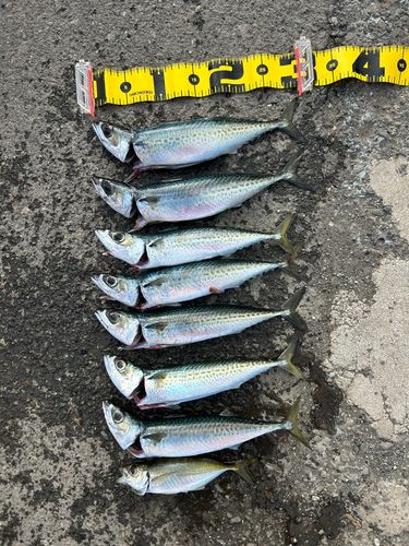 ゴマサバの釣果