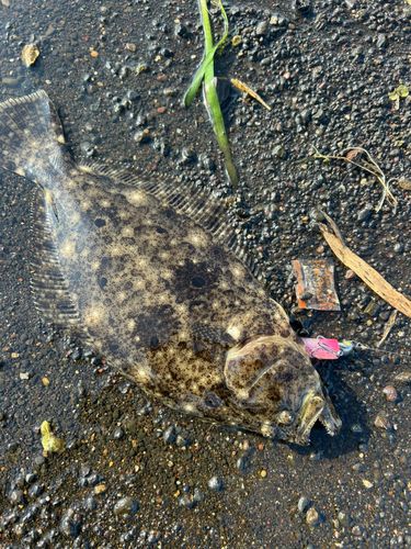 ヒラメの釣果